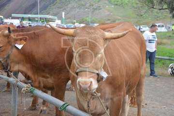 La feria de ganado, atractivo principal de la jornada matutina en Jinámar (Foto Antonio Alí y Francisco Javier Santana)
